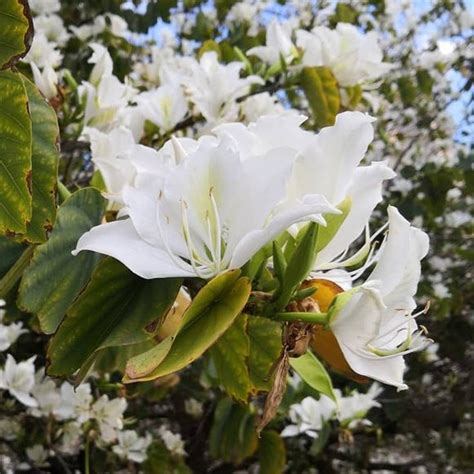 白蘭花樹